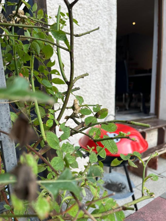 奥巴拉马高Alpina Haus公寓 外观 照片